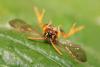 Nomada goodeniana
